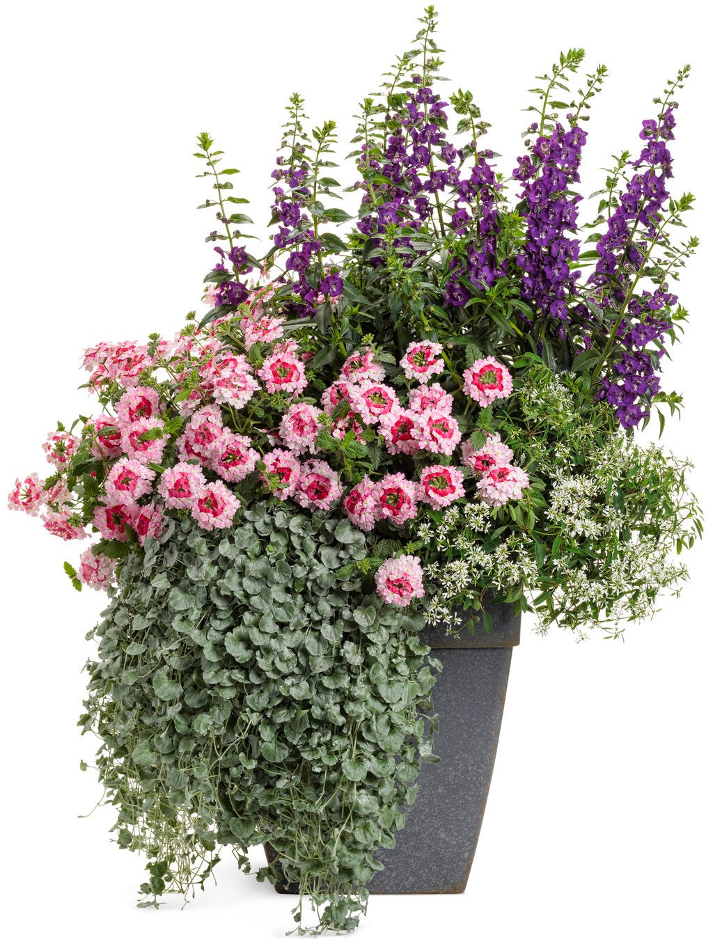 Angelface Super Blue angelonia in a pot, blooming blue flowers