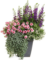Angelface Super Blue angelonia in a pot, blooming blue flowers