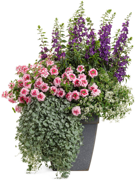 Angelface Super Blue angelonia in a pot, blooming blue flowers