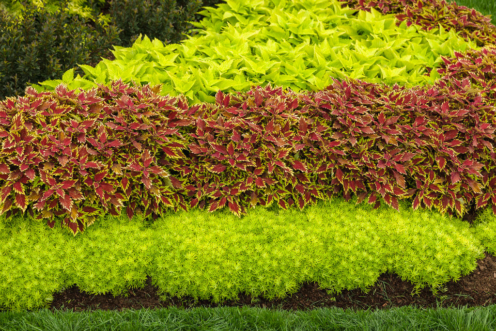 Lime Time coleus with bright chartreuse leaves in a pot