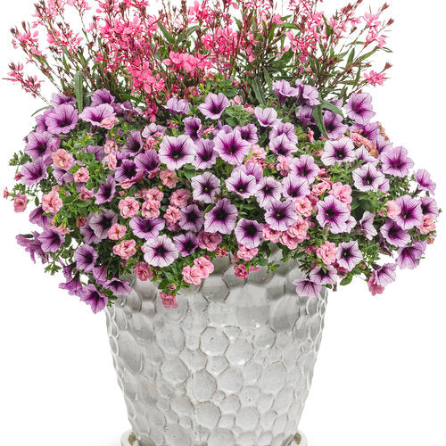 Karalee Petite Pink gaura with pink flowers in a pot