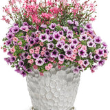 Karalee Petite Pink gaura with pink flowers in a pot