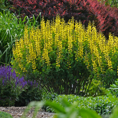 yellow baptisia flowers with green foliage in a pot