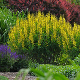 yellow baptisia flowers with green foliage in a pot