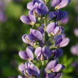 Decadence® 'Blueberry Sundae' Baptisia | Proven Winners