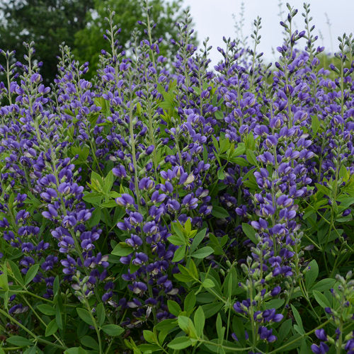Decadence® 'Blueberry Sundae' Baptisia | Proven Winners