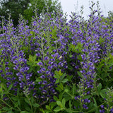 Decadence® 'Blueberry Sundae' Baptisia | Proven Winners