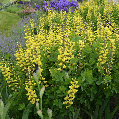 Yellow baptisia flowers and green foliage in a nursery pot