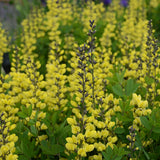 Yellow baptisia flowers on a green plant in a pot