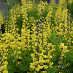 Yellow baptisia flowers on a green plant in a pot