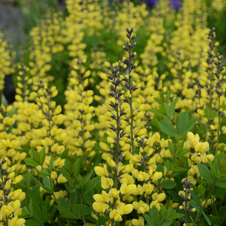 Yellow baptisia flowers on a green plant in a pot