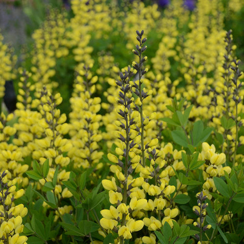 Yellow baptisia flowers on a green plant in a pot