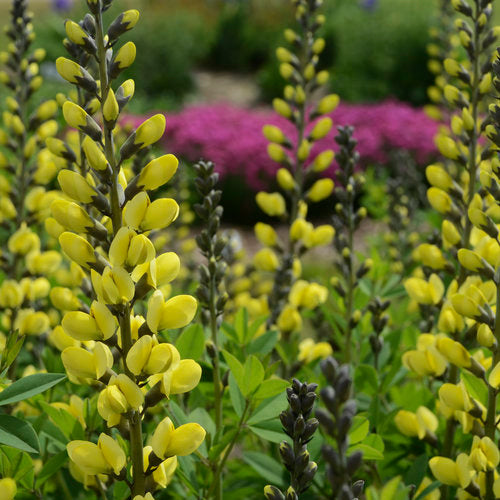 Yellow baptisia flowers on a green plant in a nursery pot