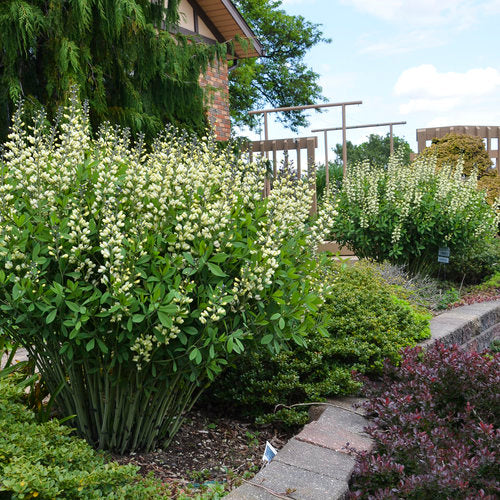 Decadence® Vanilla Cream Baptisia | Proven Winners