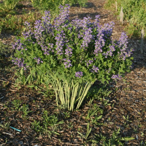 Decadence® 'Blueberry Sundae' Baptisia | Proven Winners