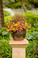 Graceful Grasses Fireworks in a decorative pot