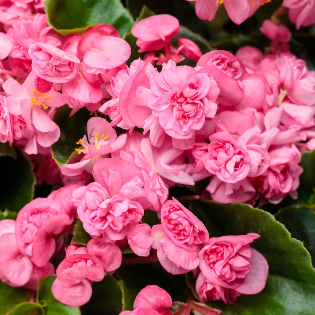 Double Up Pink Begonia with pink blooms in a pot
