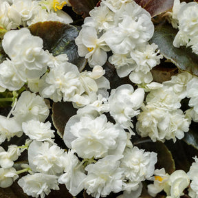 Double Up White begonia with white blooms in a pot