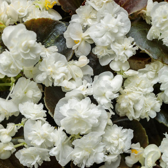 Double Up White begonia with white blooms in a pot
