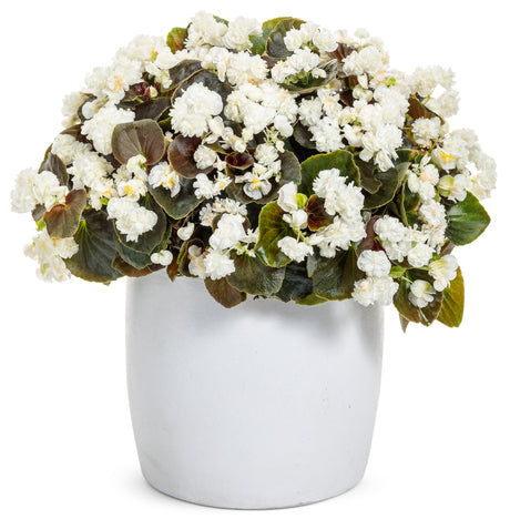 Double Up White begonia with white blooms in a pot