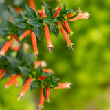 Vermillionaire firecracker plant in a nursery pot