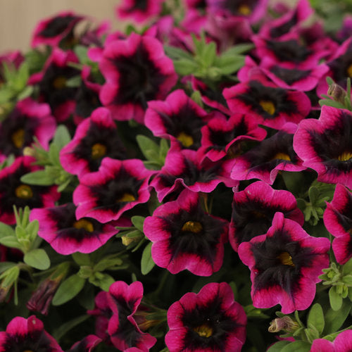 Superbells Blackcurrant Punch flowers in a pot