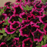 Superbells Blackcurrant Punch flowers in a pot