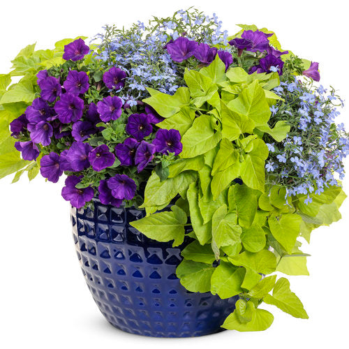 Laguna® Sky Blue Lobelia | Proven Winners® – Creekside Nursery, Inc
