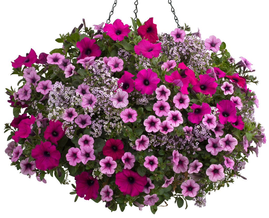 Blushing Princess® Sweet Alyssum | Proven Winners® – Creekside