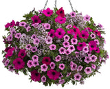 Blushing Princess sweet alyssum in a pot with pink blooms