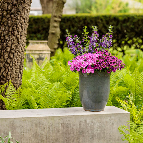 Superbells Blackcurrant Punch in a hanging basket