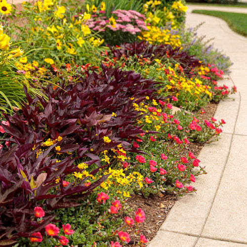 Goldilocks Rocks Bidens in a container with yellow flowers