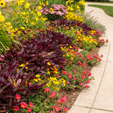 Goldilocks Rocks Bidens in a container with yellow flowers