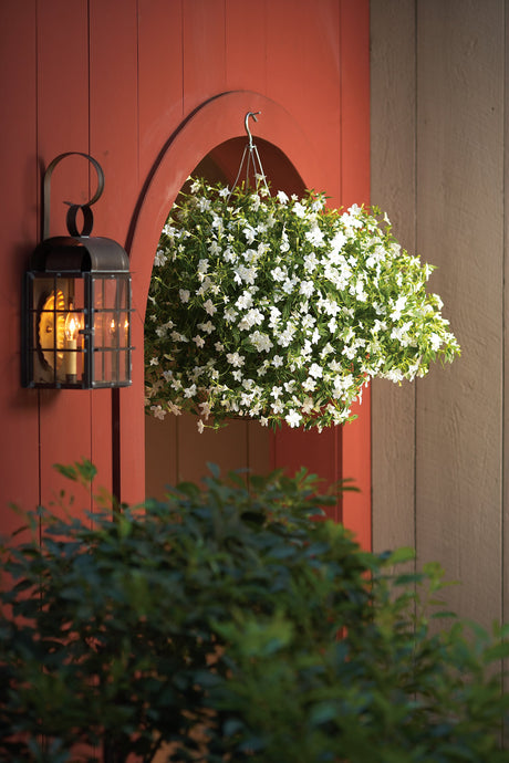 Endless Flirtation browallia with purple flowers in a pot