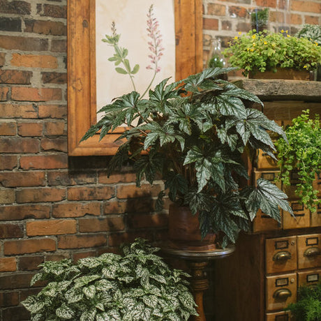 Pegasus begonia with pink and silver leaves in a pot