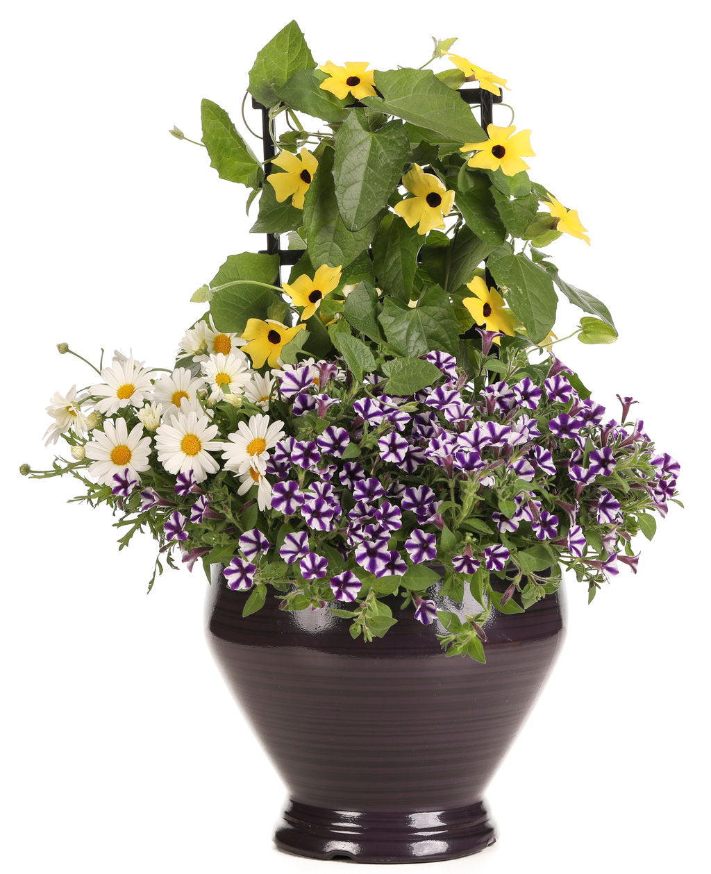 Supertunia Mini Vista® Violet Star Petunia | Proven Winners