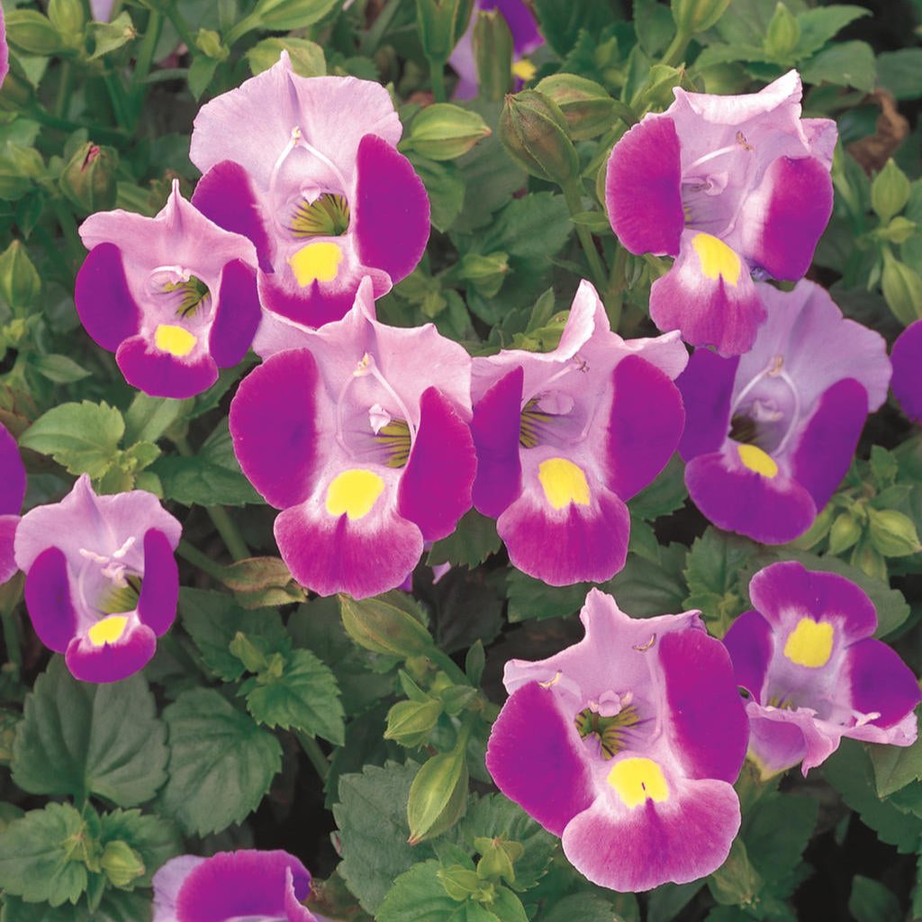 Catalina® Pink Torenia | Proven Winners® – Creekside Nursery