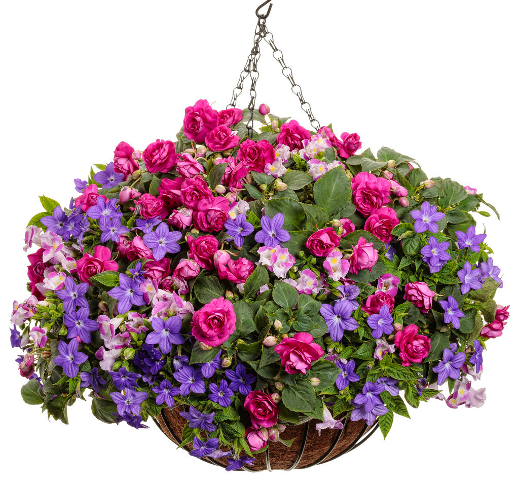 Catalina® Pink Torenia | Proven Winners® – Creekside Nursery, Inc