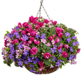 Catalina Pink torenia with pink flowers in a pot