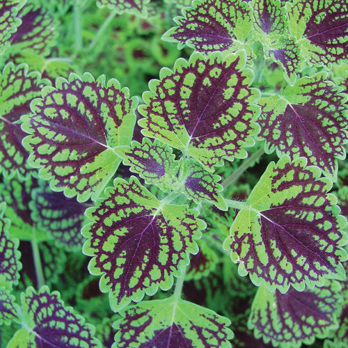 Chocolate drop coleus with dark leaves in a nursery pot