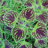 Chocolate drop coleus with dark leaves in a nursery pot