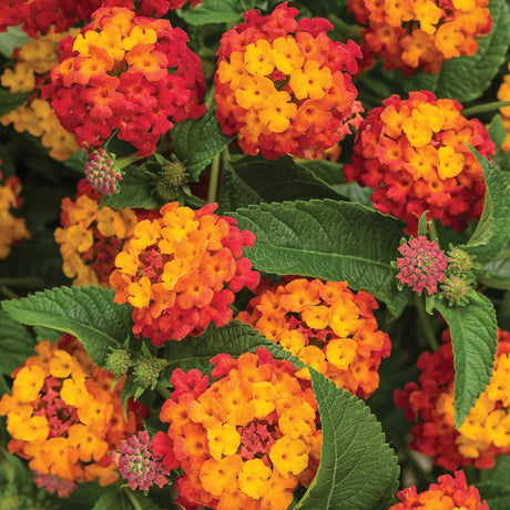 Lantana with orange and yellow blooms in a pot