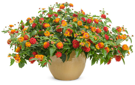 Lantana with orange, pink, and yellow flowers in a pot