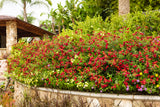 Lantana with citrus-colored blooms in a pot