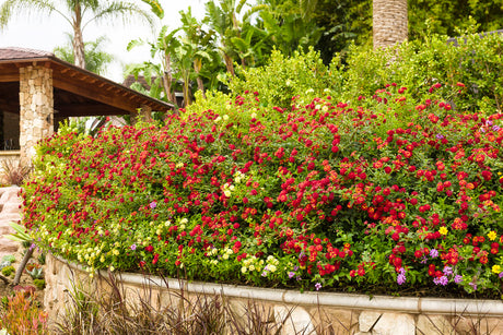 Lantana with citrus-colored blooms in a pot