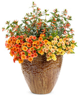 Vermillionaire firecracker plant in a nursery pot