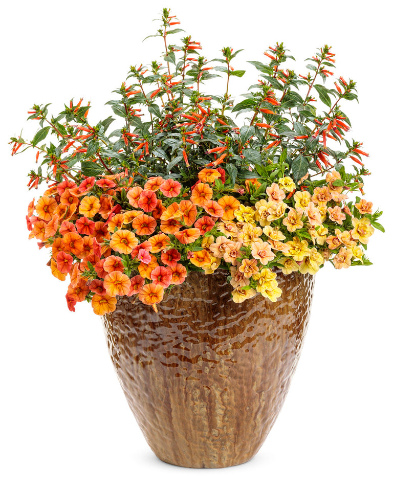 vermillionaire plant seeds Vermillionaire® Large Firecracker Plant Cuphea