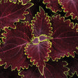 Coleus with dark purple leaves in a nursery pot