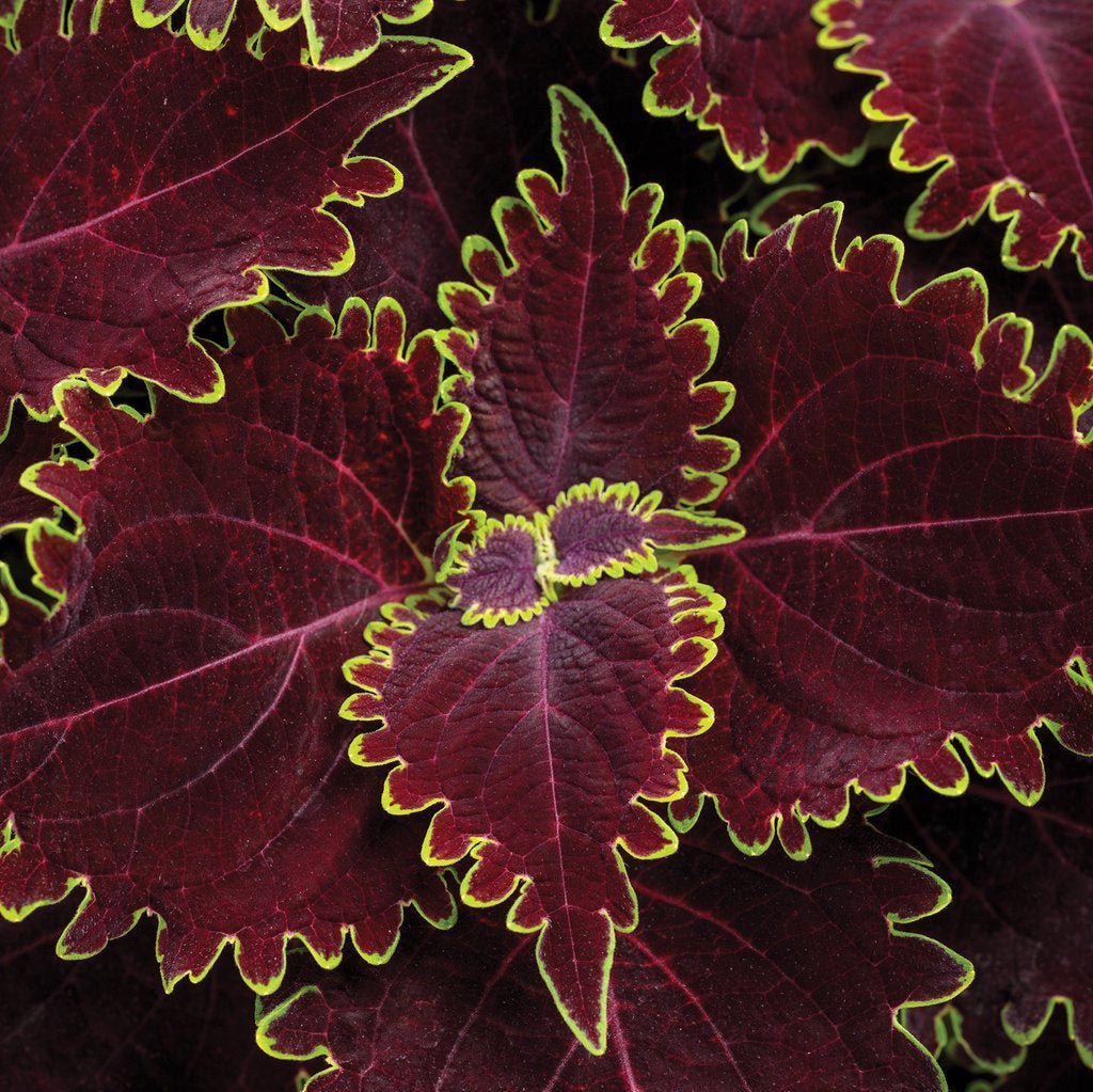 Coleus with dark purple leaves in a nursery pot