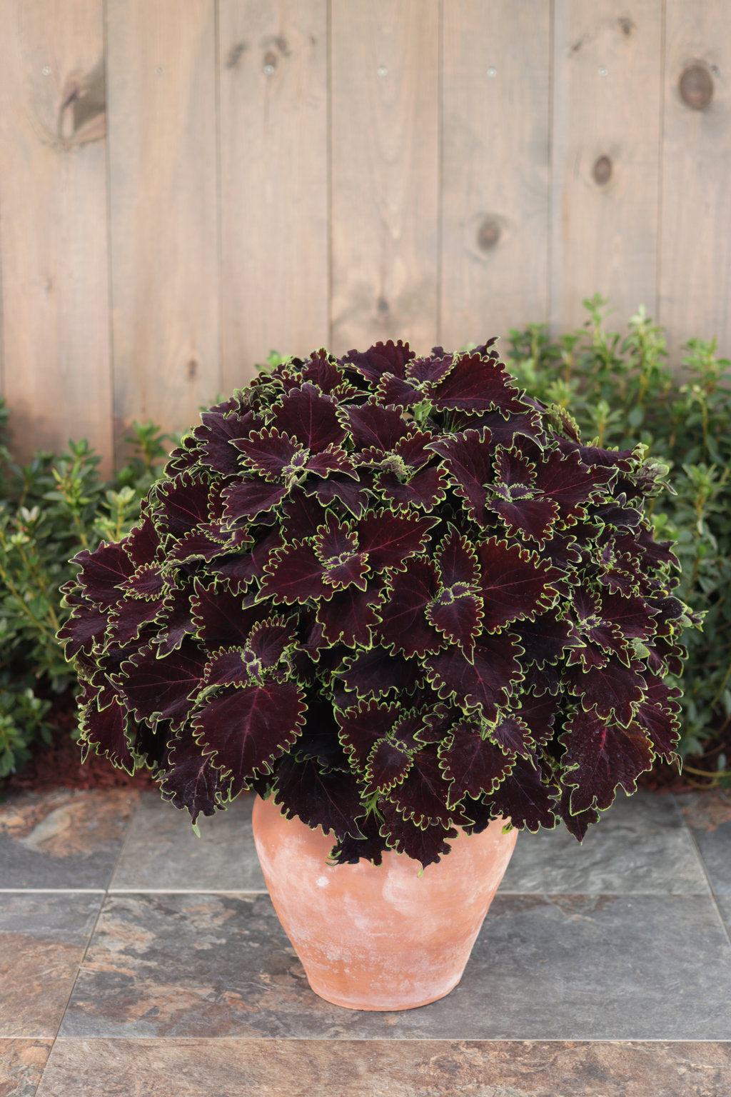 ColorBlaze® Wicked Witch™ Coleus | Proven Winners® – Creekside